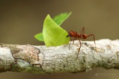 Leaf cutter ants