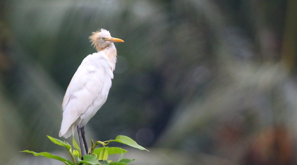 A white heron sits atop a tree