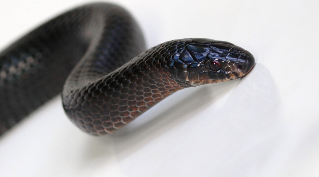 A Milk Snake, in Cloudbridge reserve, Costa Rica
