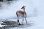 A Vicuña in the mist