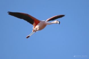 An Andean flamingo in flight